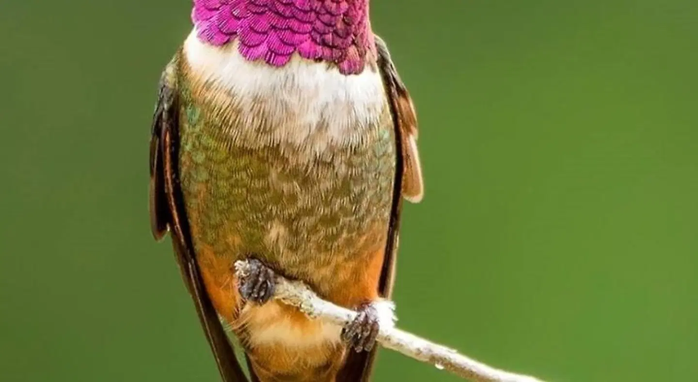 Cabanas San gerardo Tiere