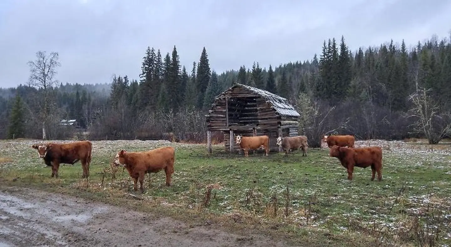 Wolfwood Guest Ranch Tiere