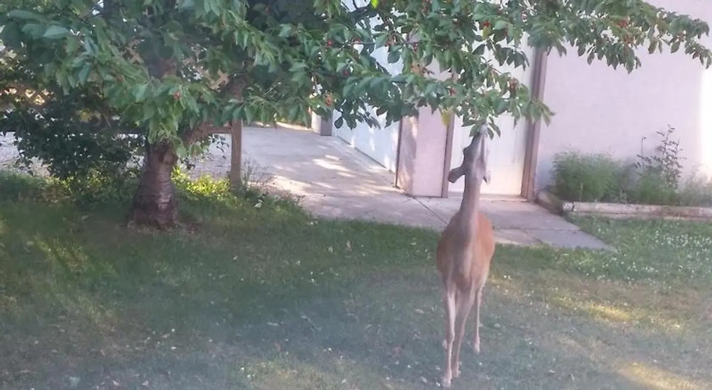 Cornerstone Bed and Breakfast Tiere