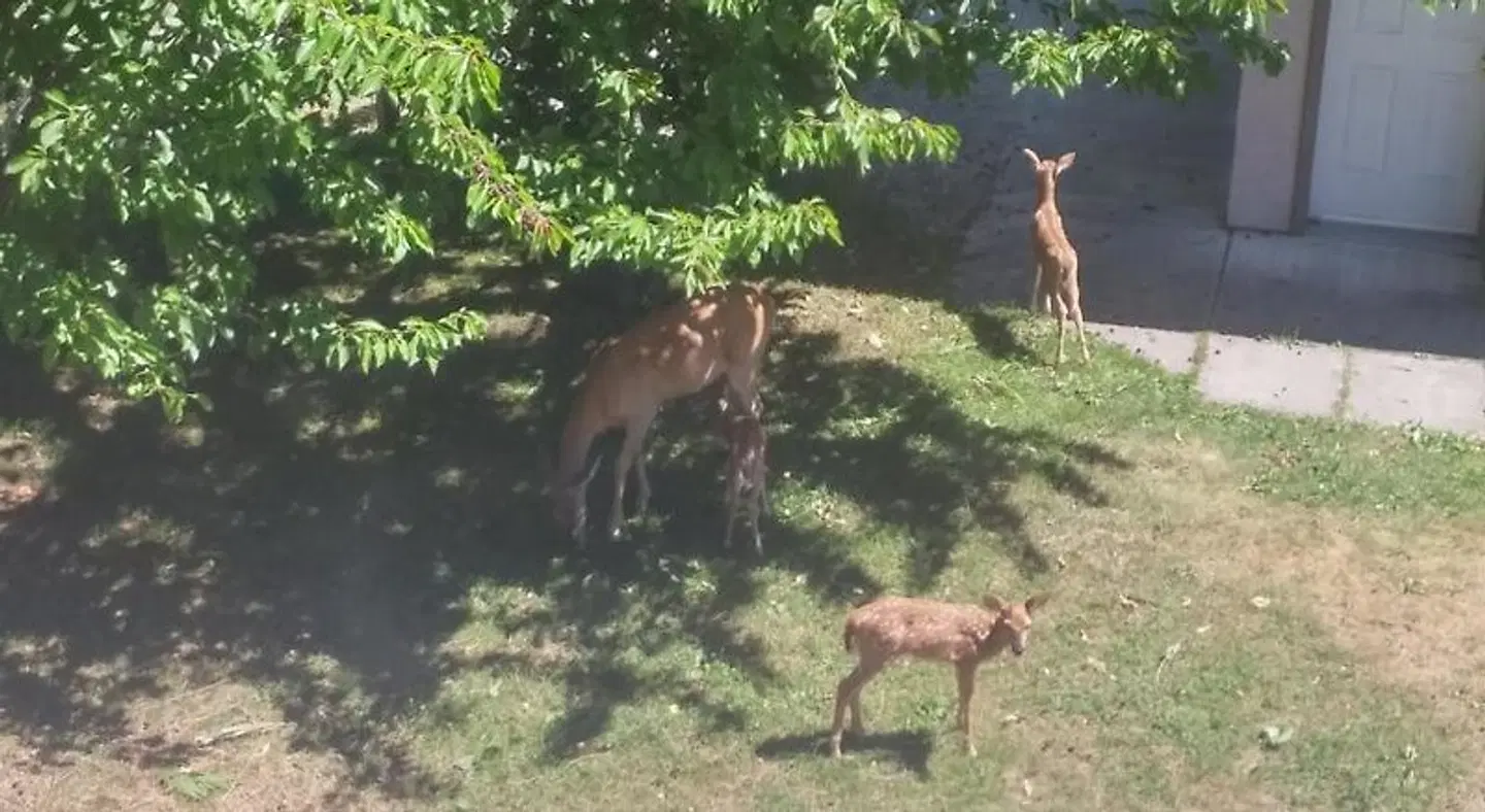 Cornerstone Bed and Breakfast Tiere