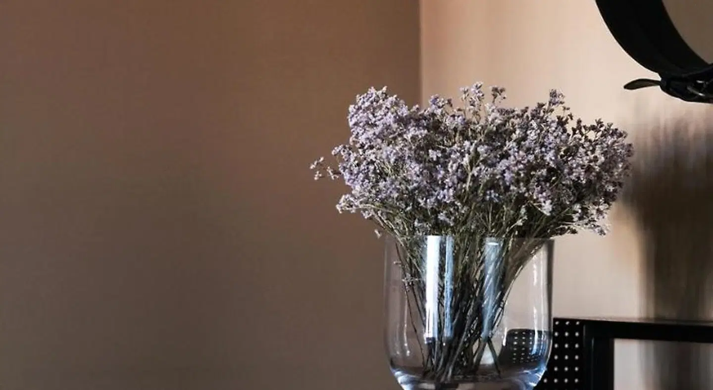 Casa do Juncal Tiere