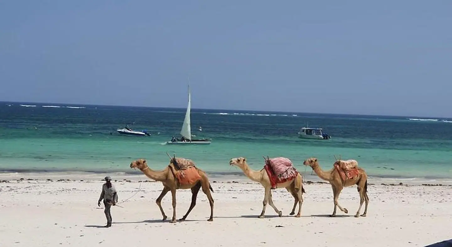 Asha Boutique Hotel Tiere