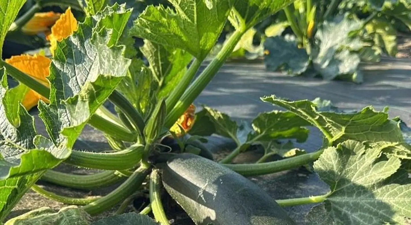 Zonne Garten