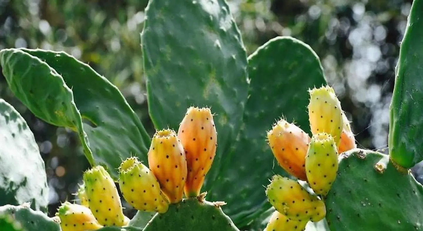 Villa La Lumia B&B Tiere