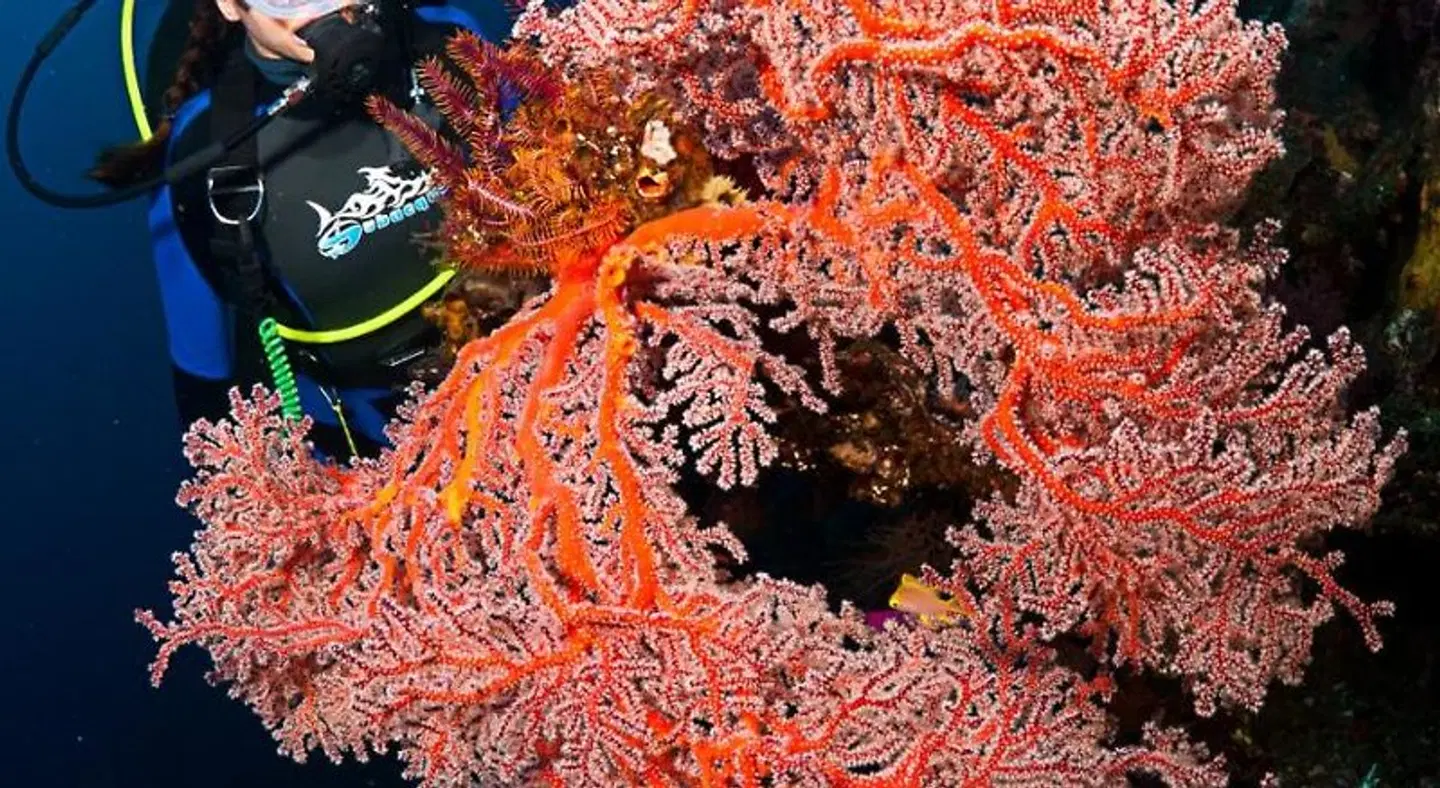 Benthos Bali Dive Resort Tiere