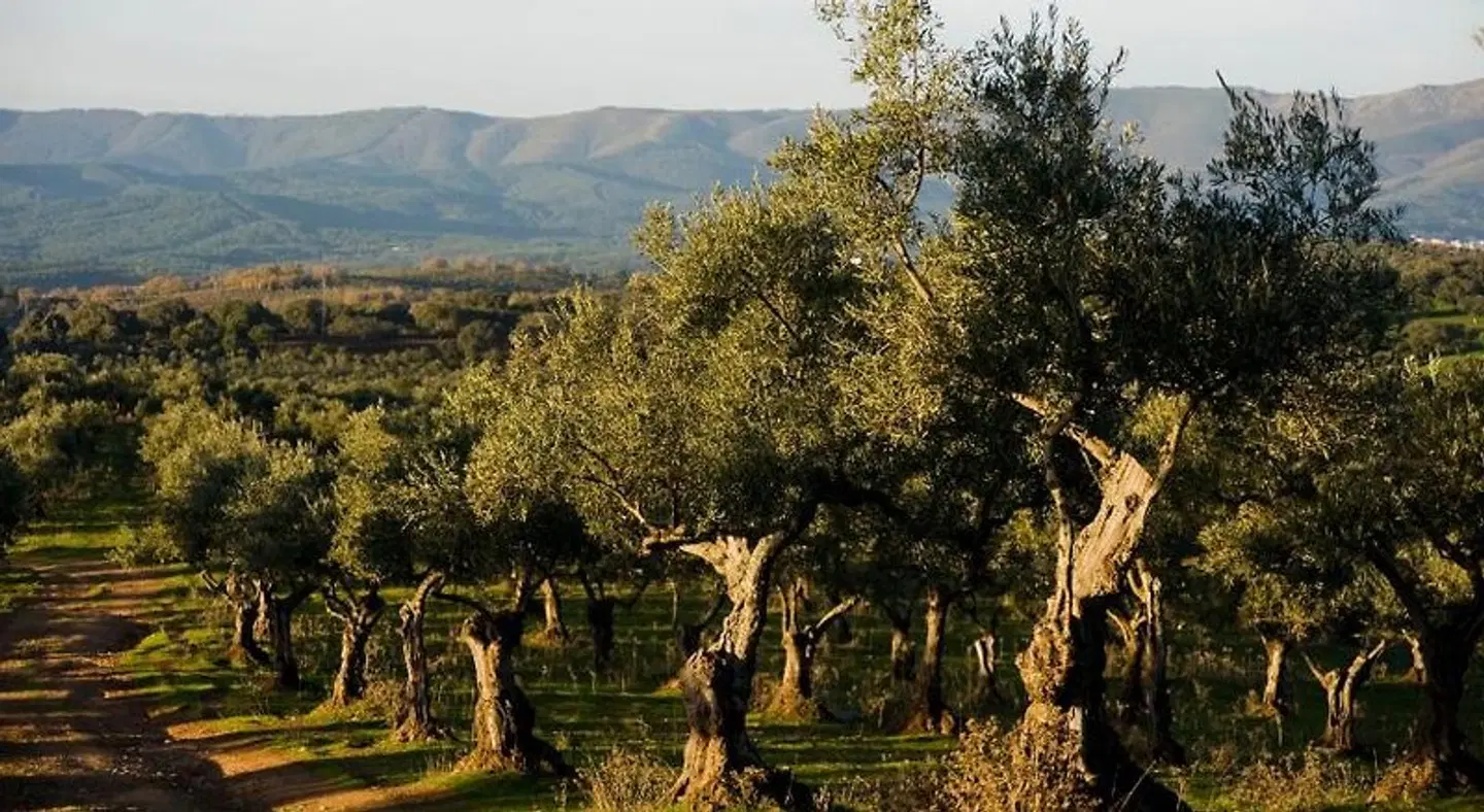 Hábitat Cigueña Negra LANDSCAPE