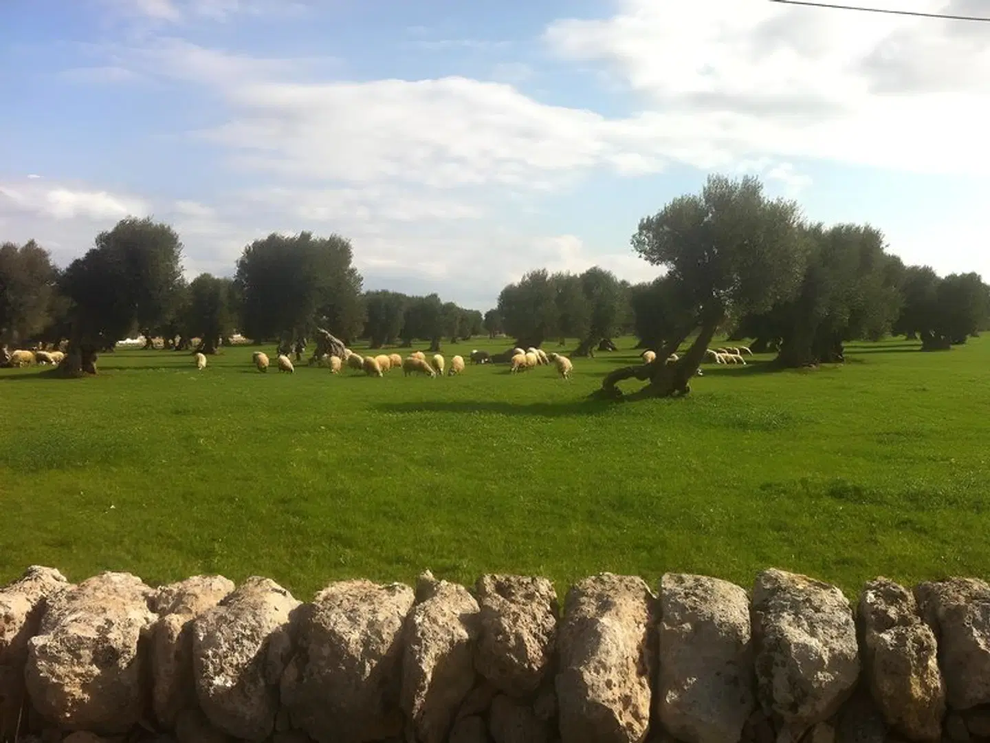 Masseria Pelosella B&B LANDSCAPE