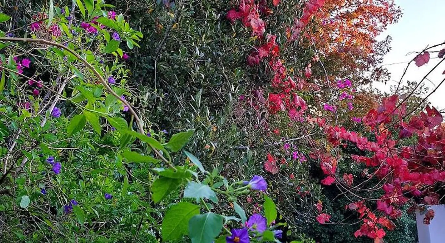 Sunny Lane Garten