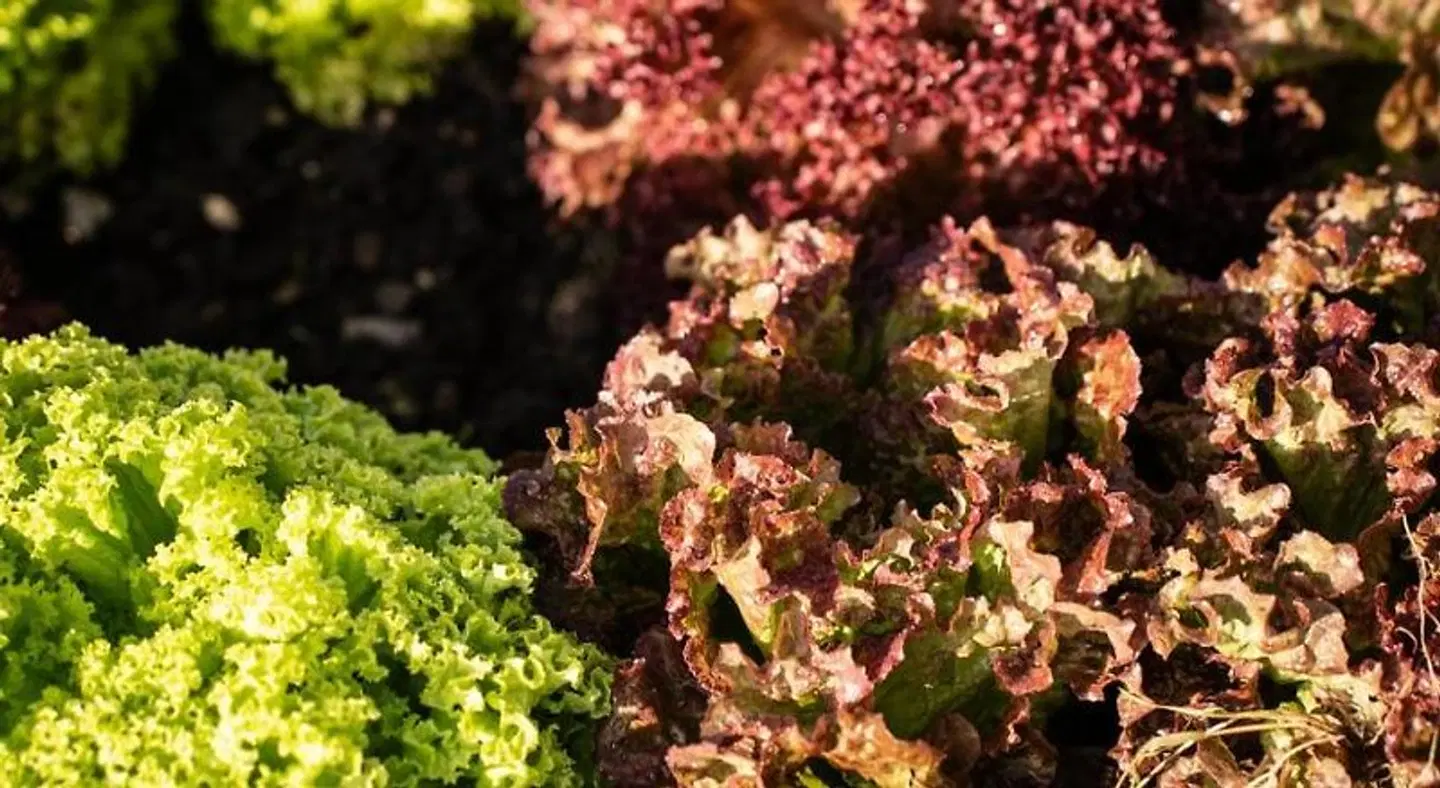 Piccolo Hotel LANDSCAPE