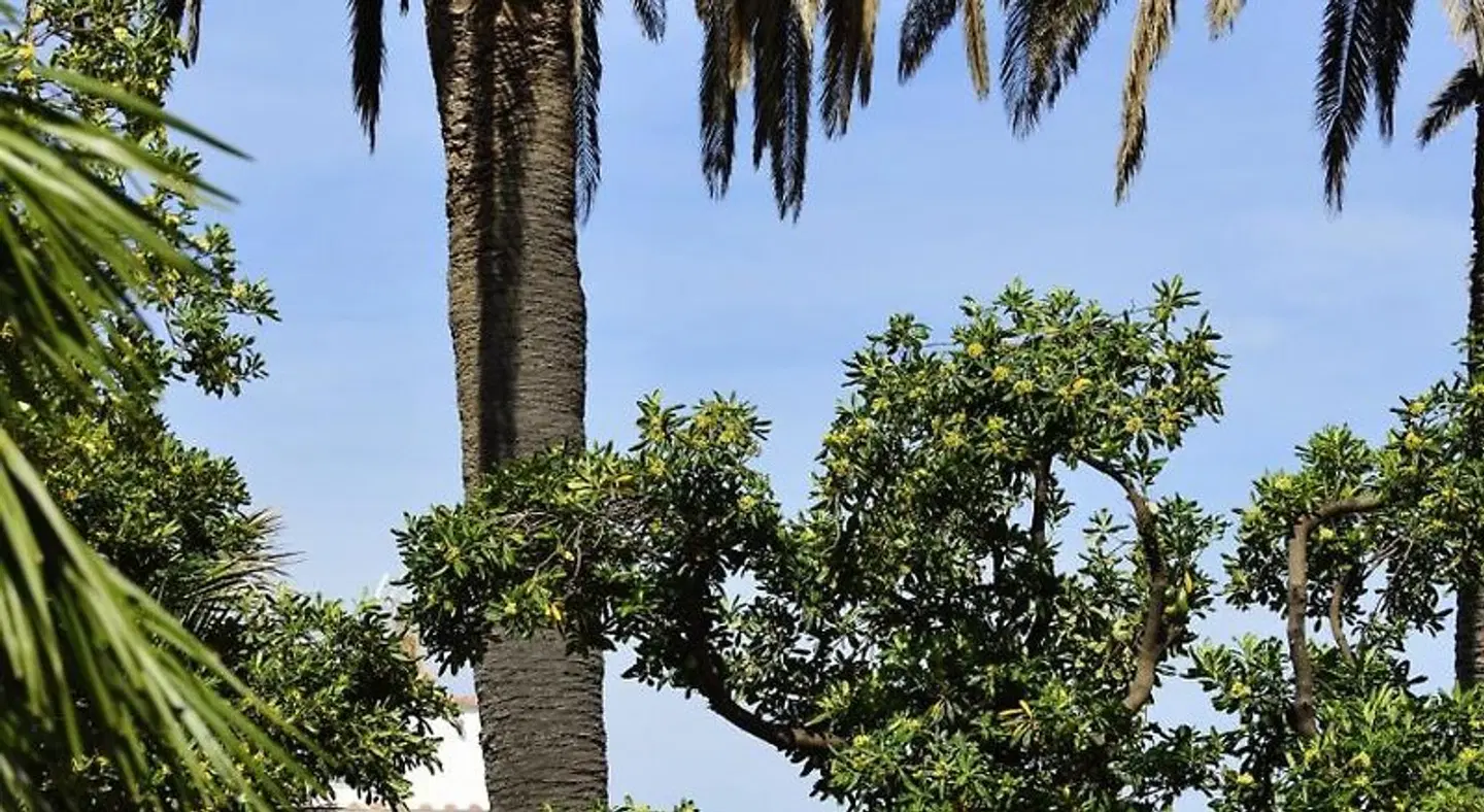 Villa delle Palme Garten