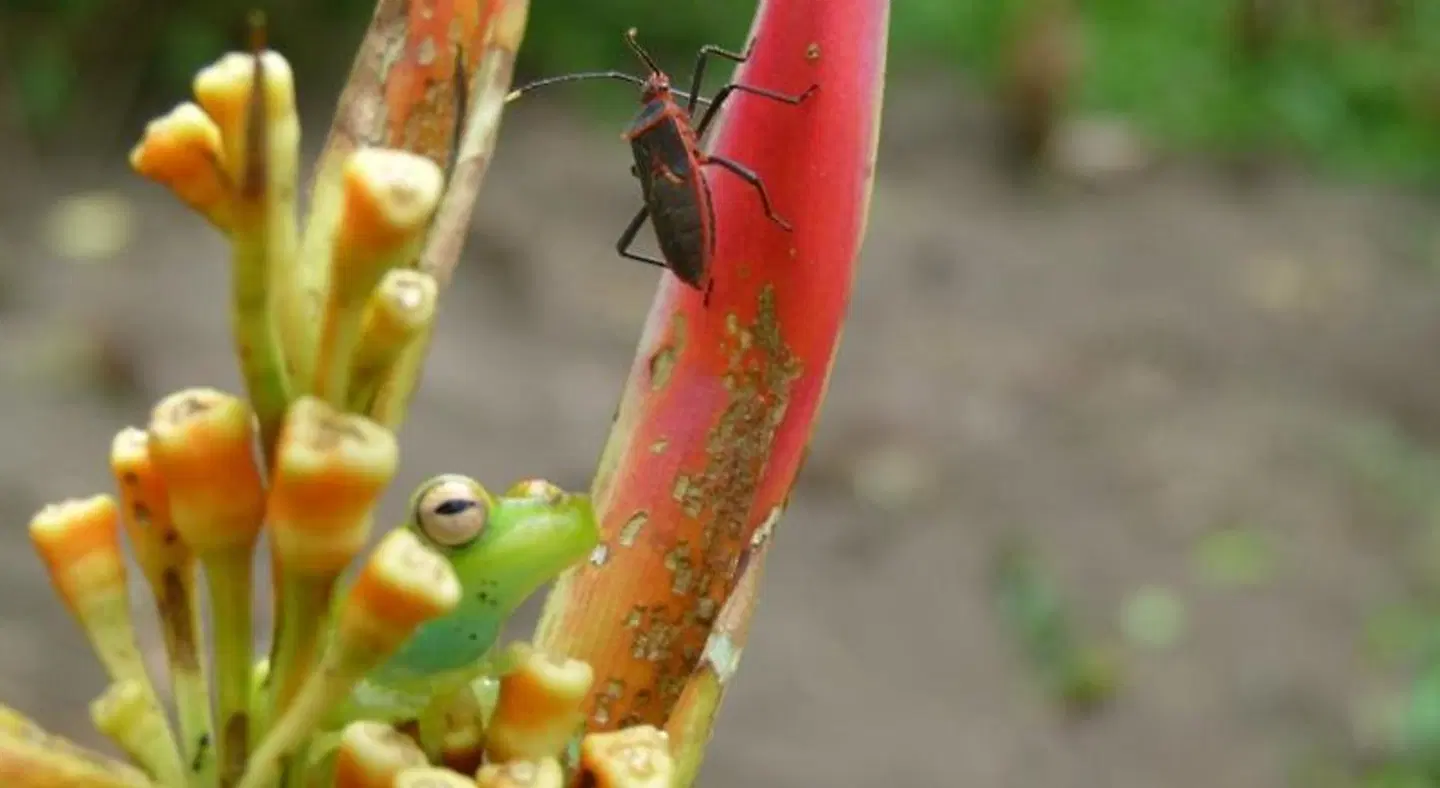 Aracari Garden Hostel Tiere