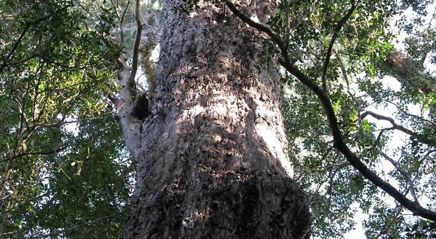 Pumula Lodge LANDSCAPE