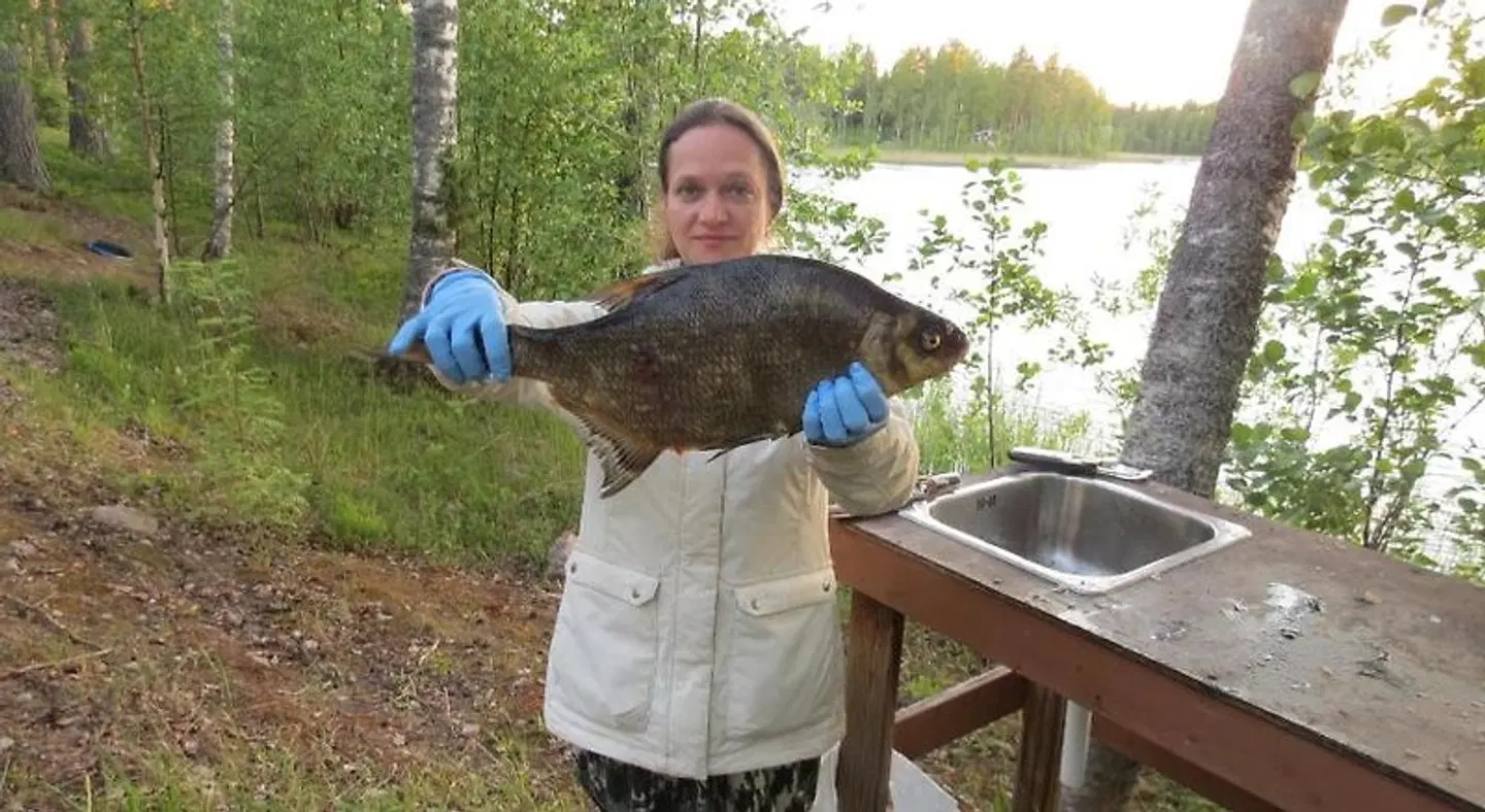 Saimaa Lakeside Tiere