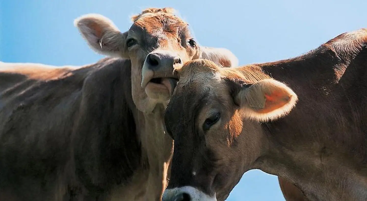 Hotel Landhaus Santis Herisau Tiere