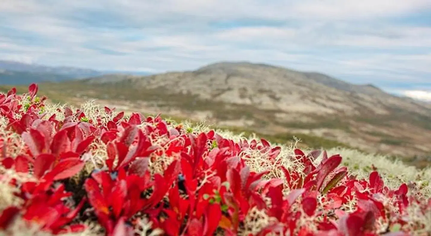 Høvringen Høgfjellshotell LANDSCAPE