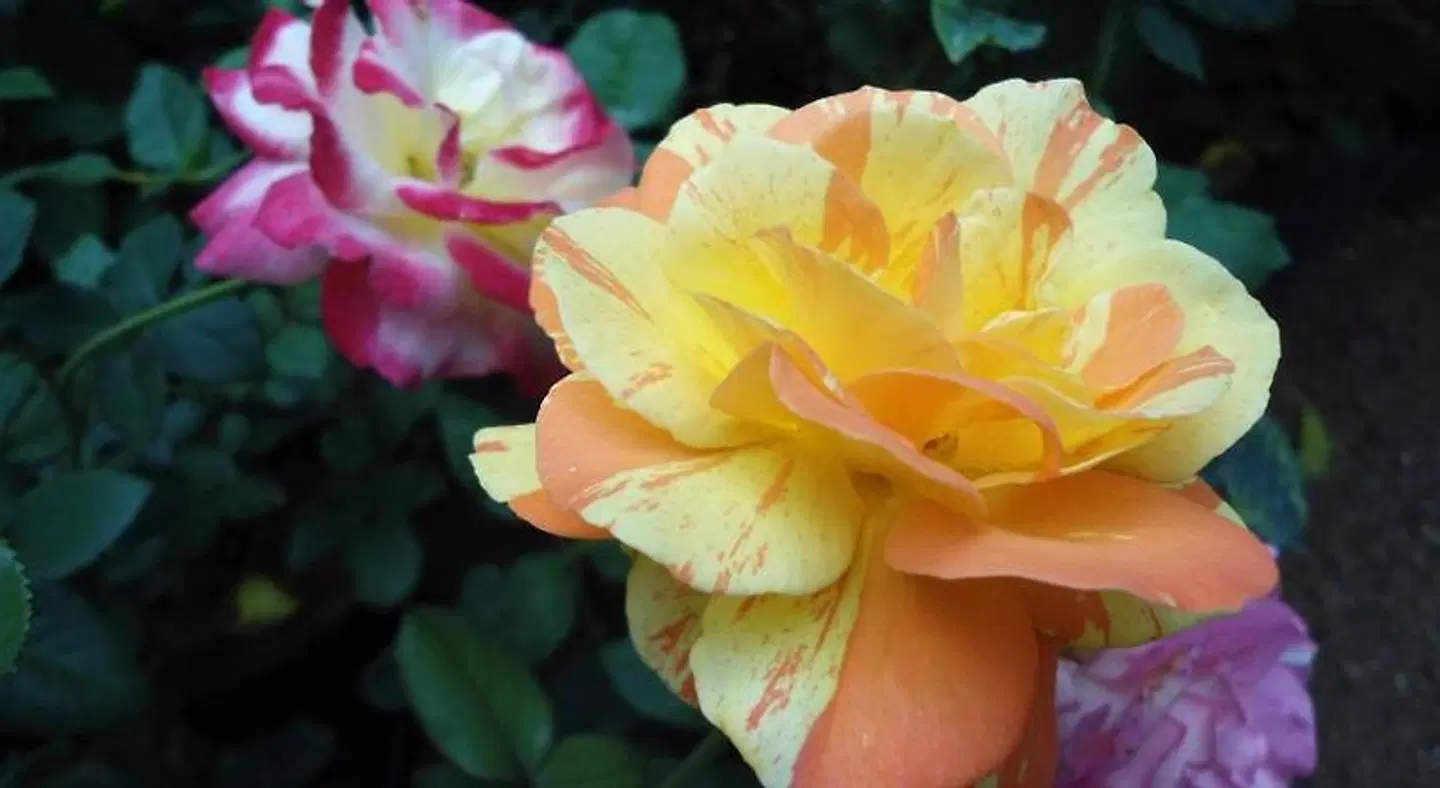 Indi Rose Garden Tiere