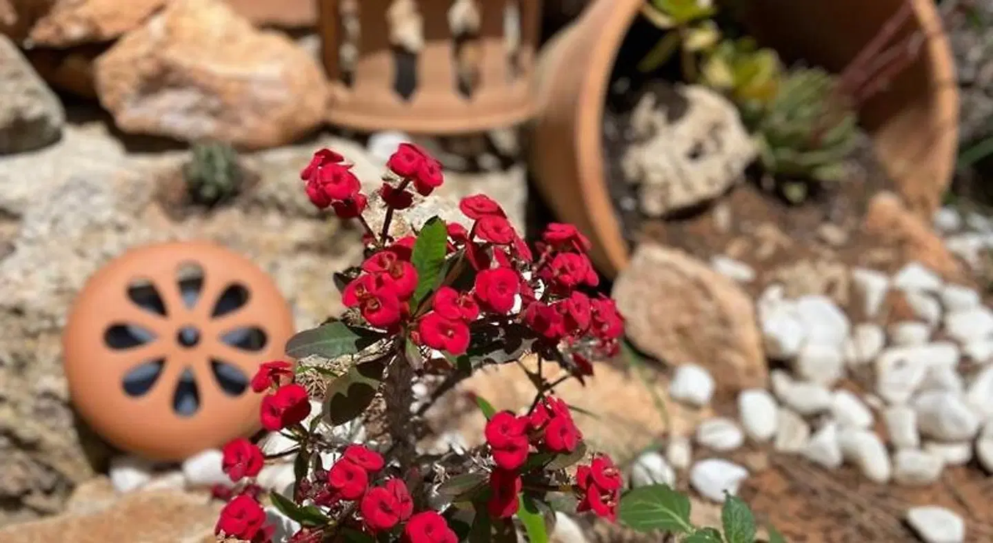 Finca Sa Canova Agroturismo Garten