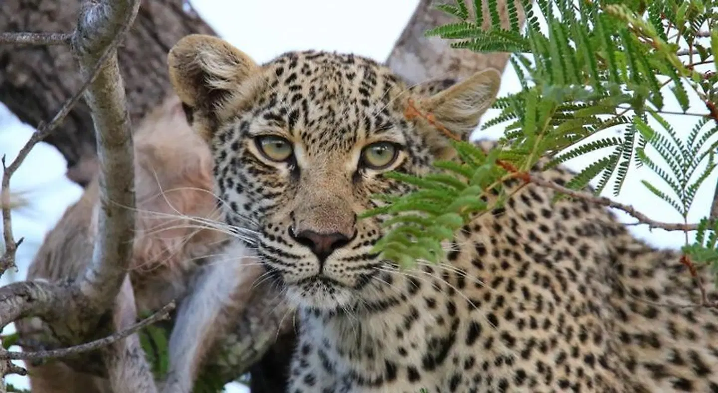 Parsons Hilltop Safari Camp Tiere