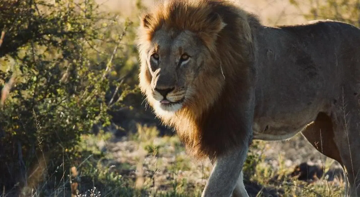 Parsons Hilltop Safari Camp Tiere