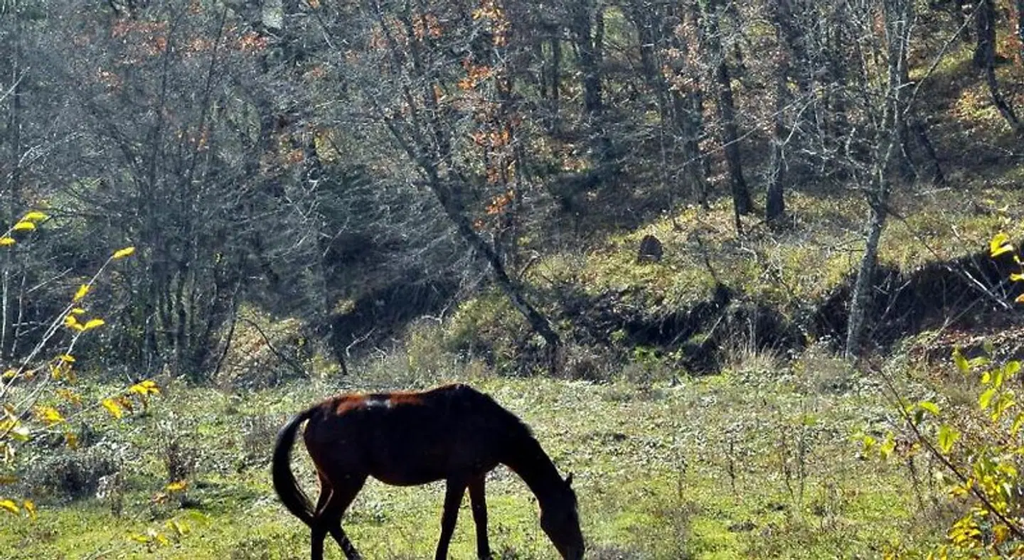 Vaela Pallas Cultural Resort & Spa Tiere
