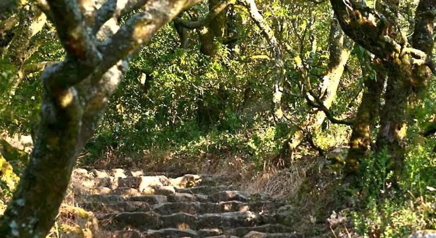Palace Hotel do Bussaco LANDSCAPE