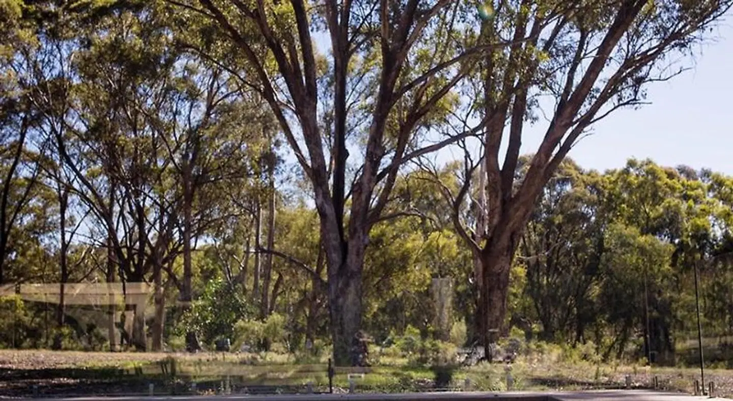 Byronsvale Vineyard and Accommodation LANDSCAPE
