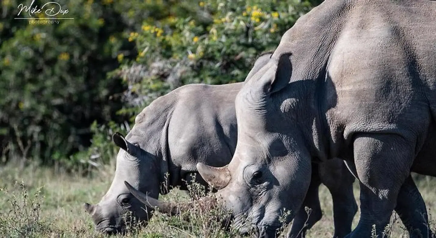 Amakhala Game Reserve - Safari Lodge Tiere