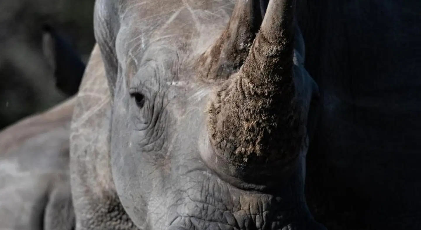 Amakhala Game Reserve - Safari Lodge Tiere