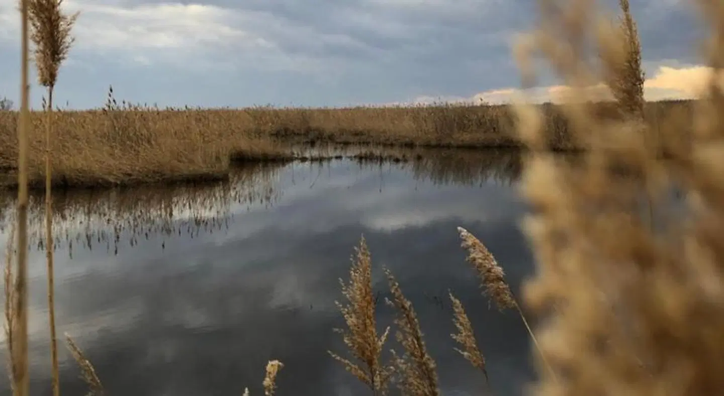 Le Lys D'or LANDSCAPE