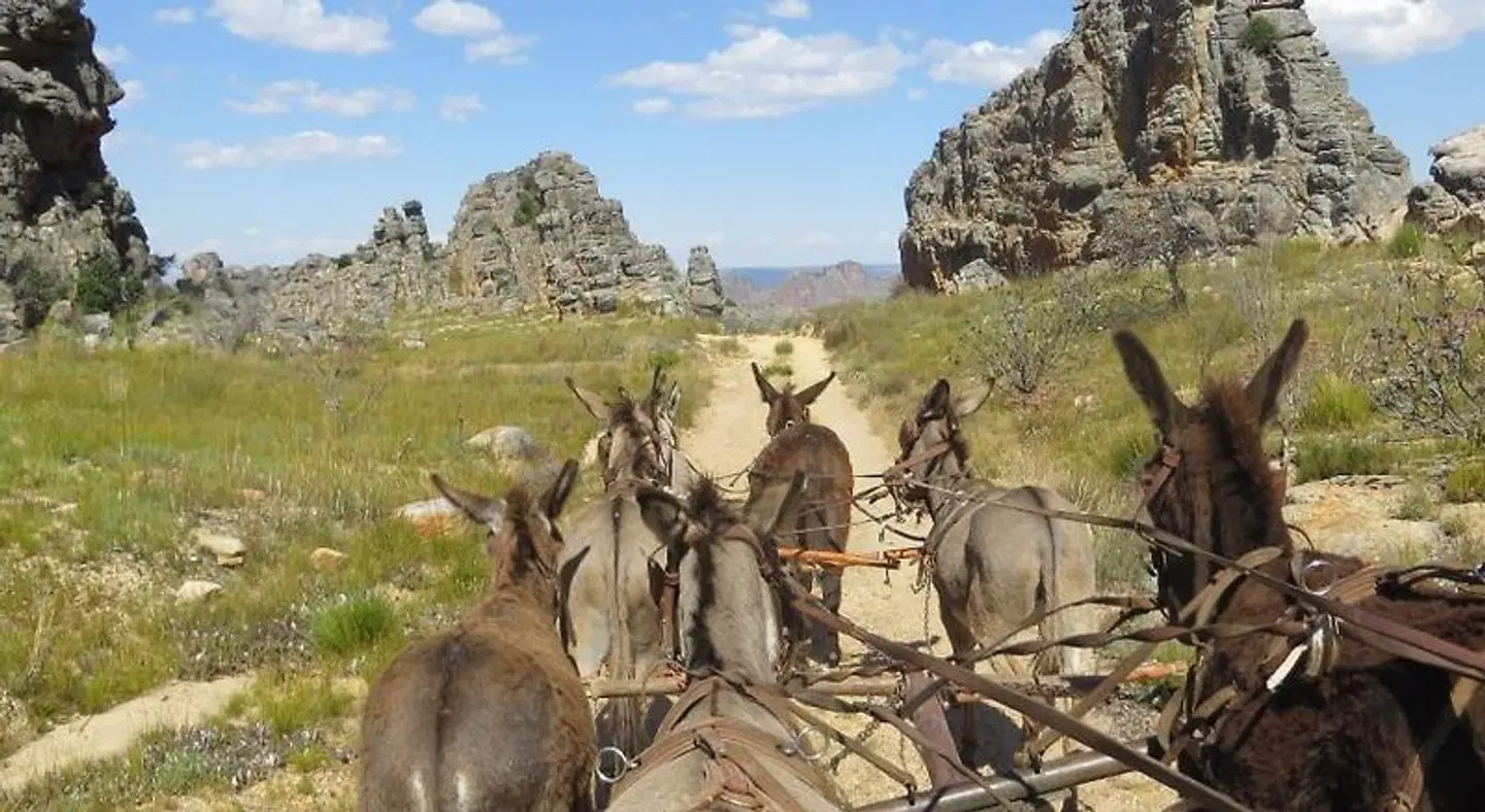Clanwilliam Lodge Tiere