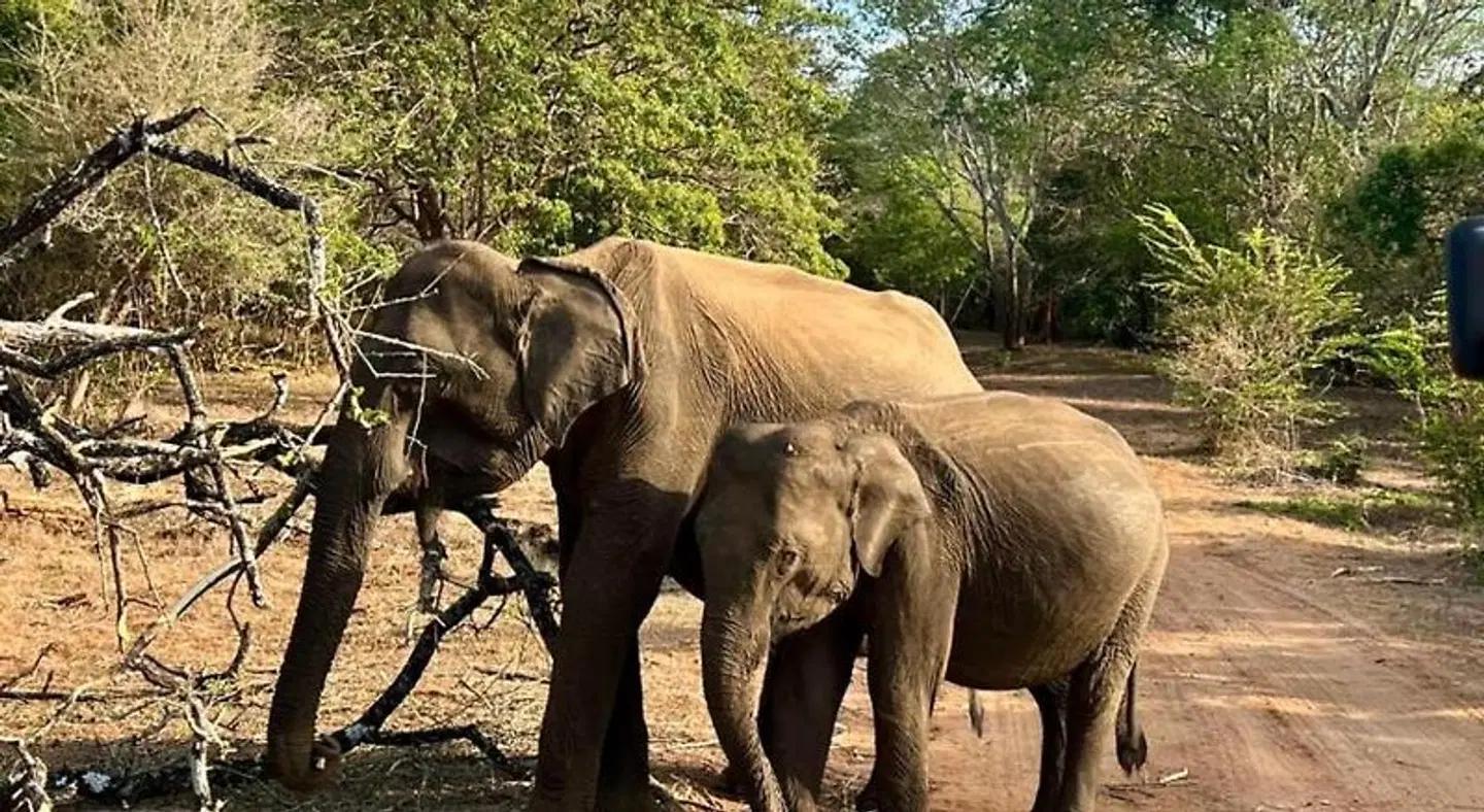 Wildlife Safari House Tiere