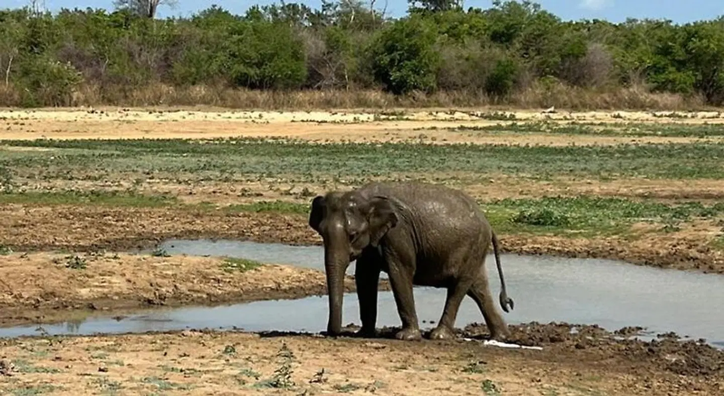 Wildlife Safari House Tiere