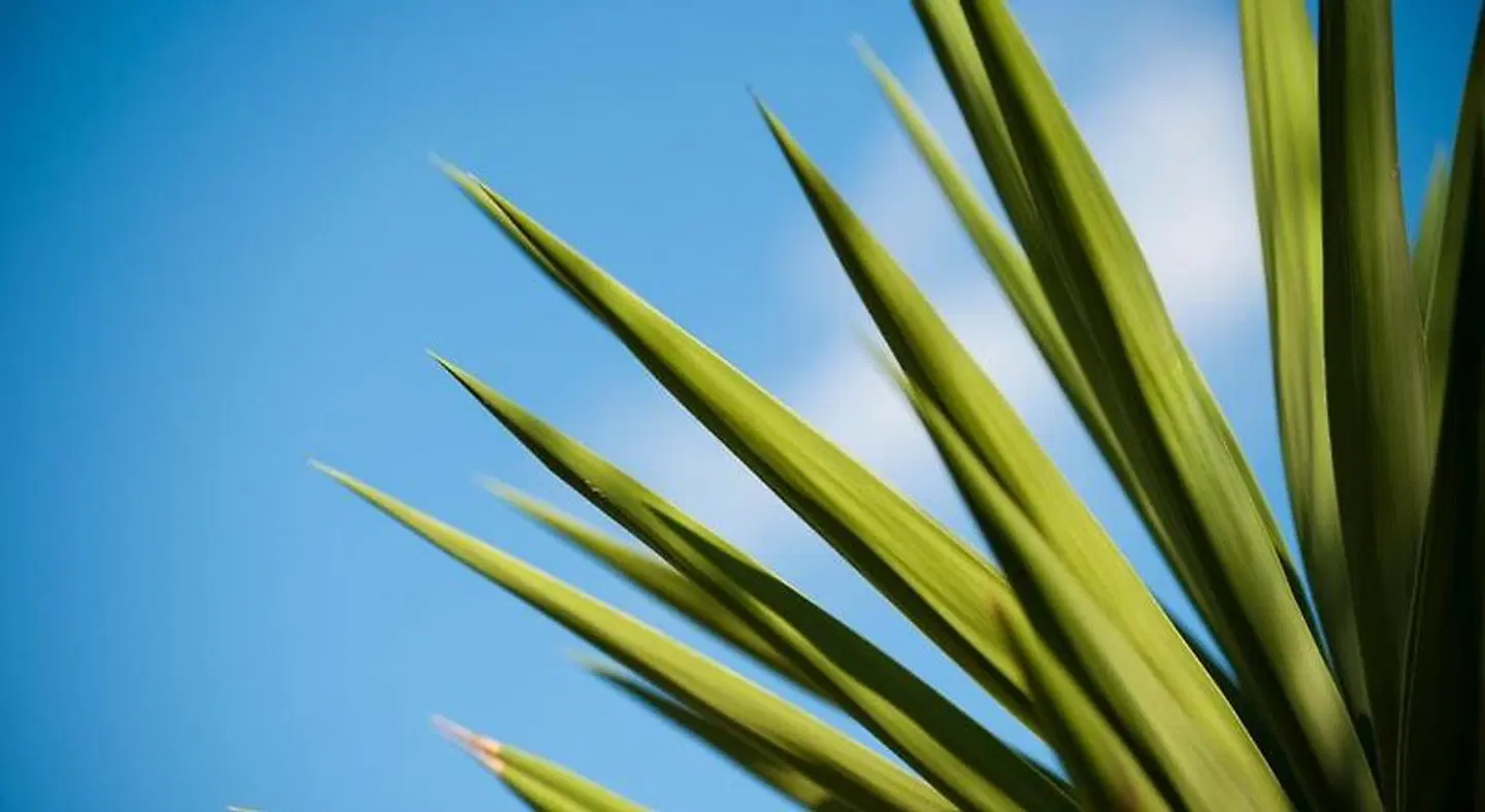 Internazionale LANDSCAPE