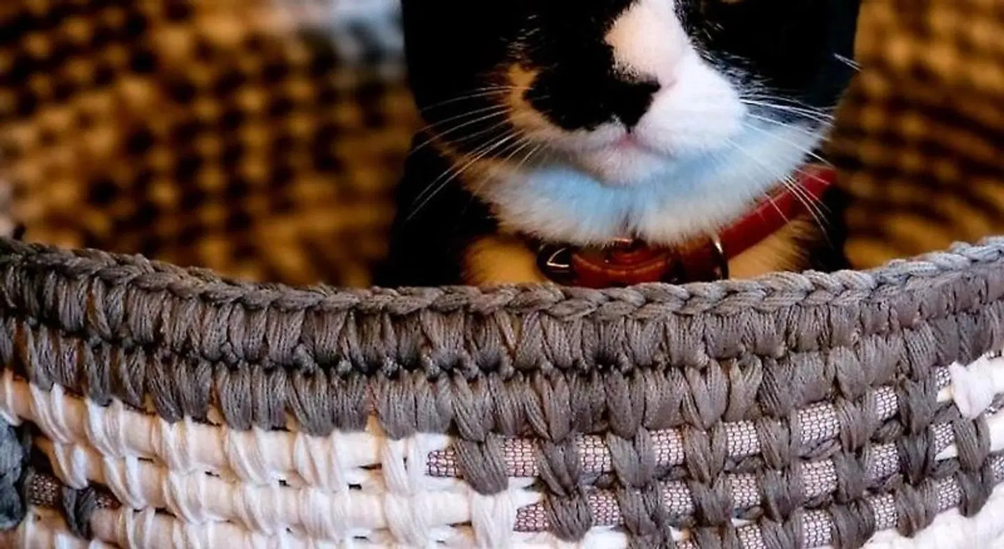 Stepping Stone Inn Tiere