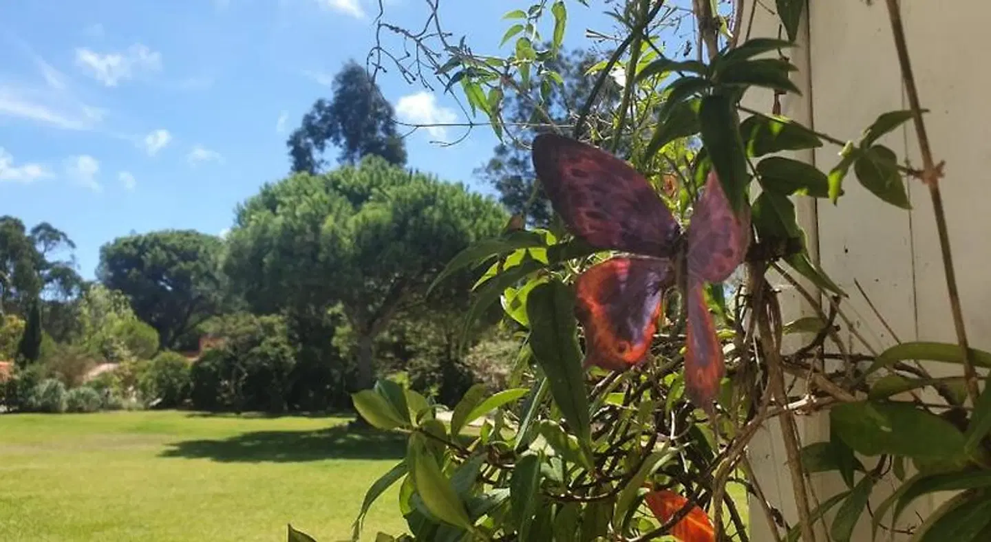 Casal do Frade Tiere