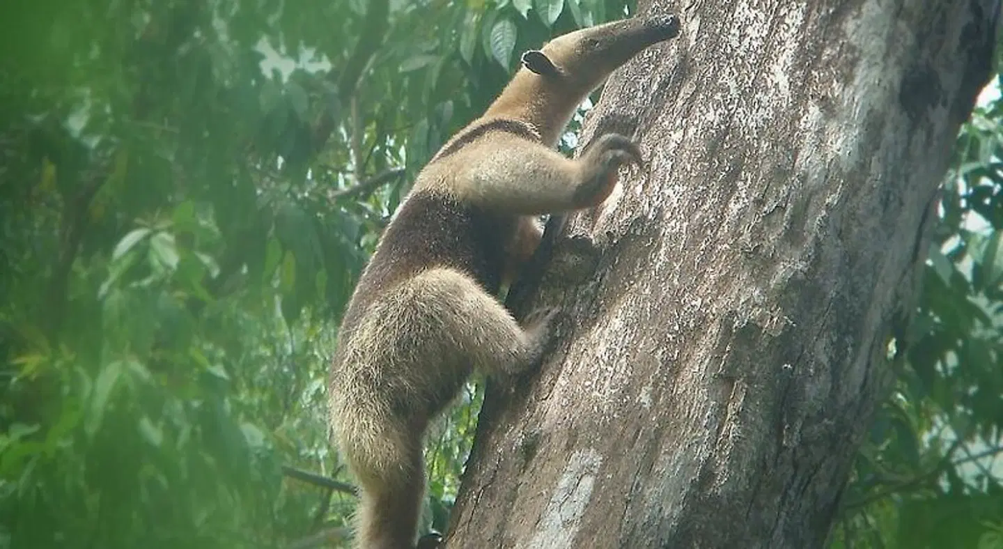 The Sunset Tucano Lodge Tiere