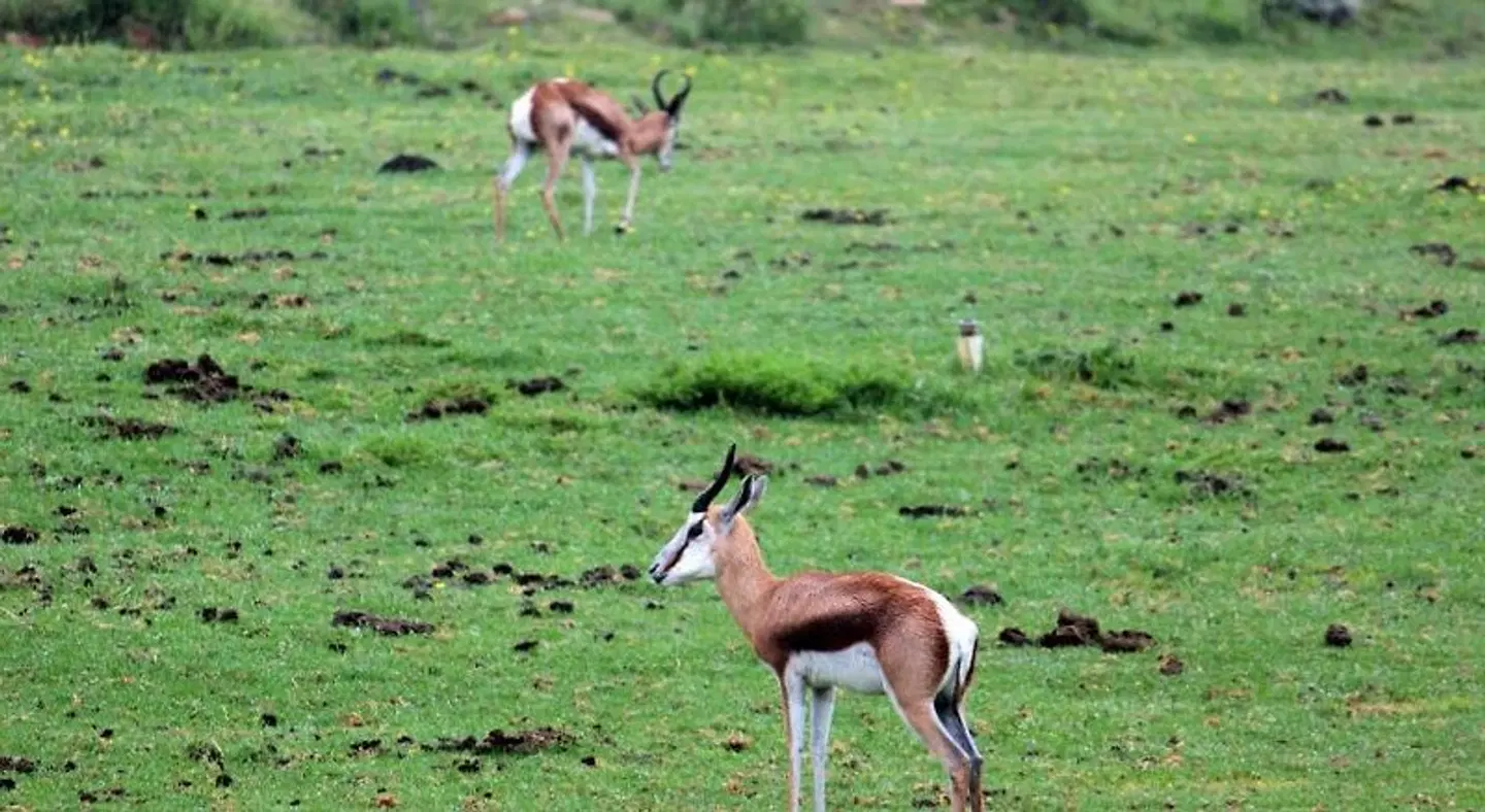 Assegaaibosch Country Lodge Tiere