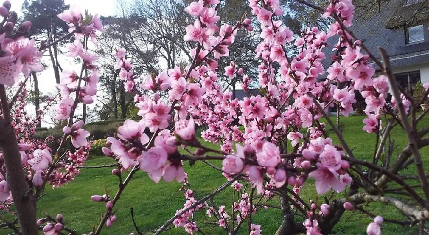 La Vie Au Roze LANDSCAPE