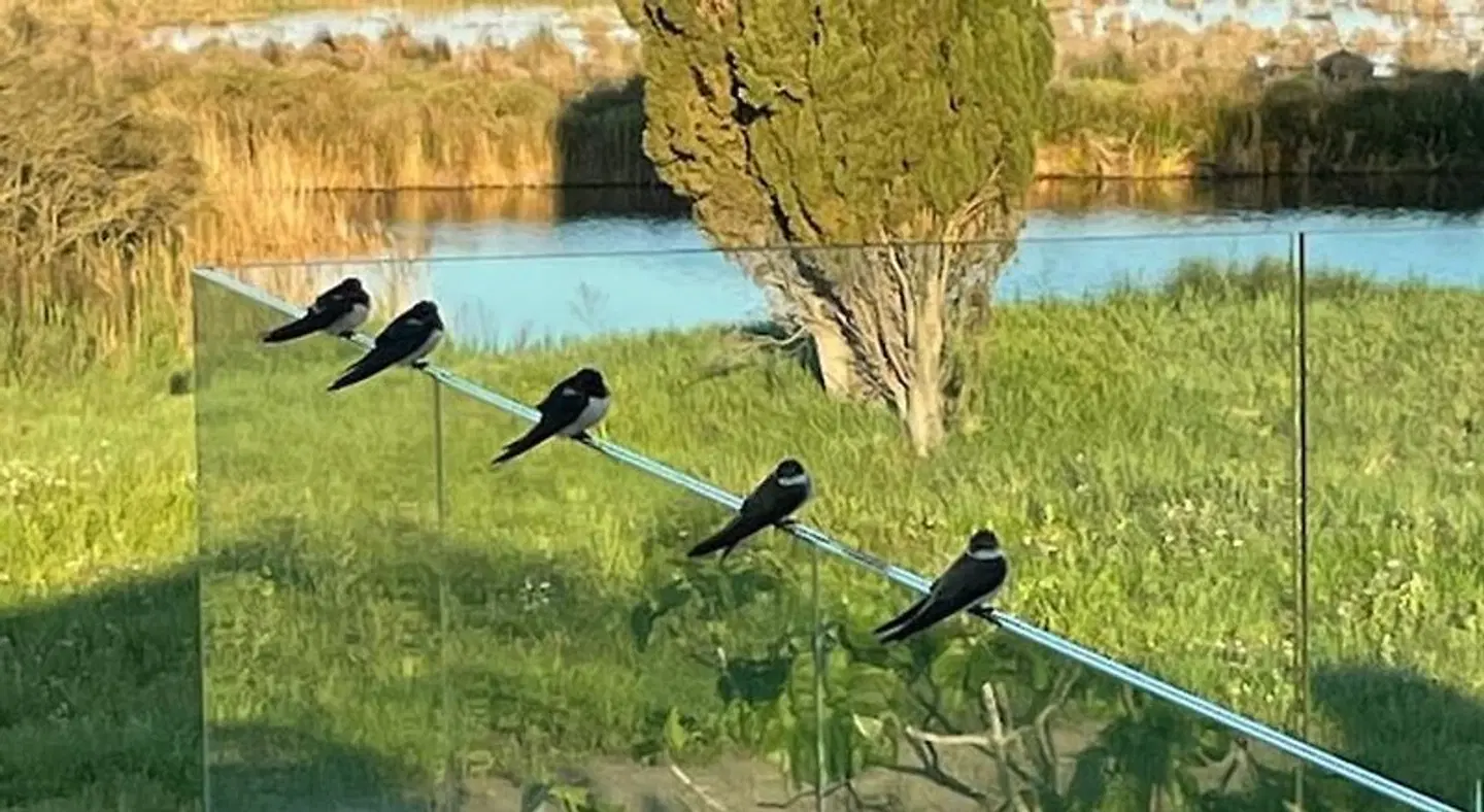 Mas du Couvin, maison d'hotes en Camargue Tiere