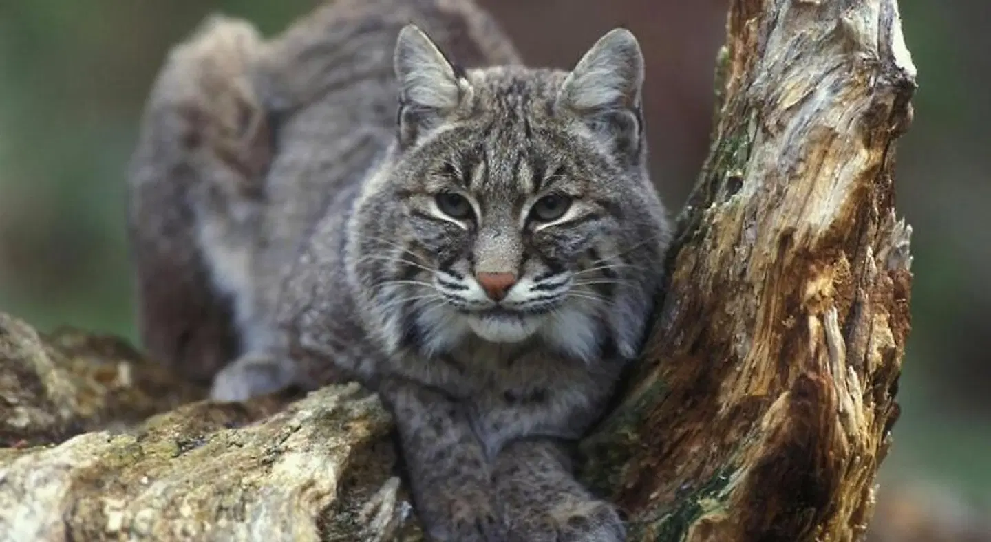 Pine Haven Resort Tiere