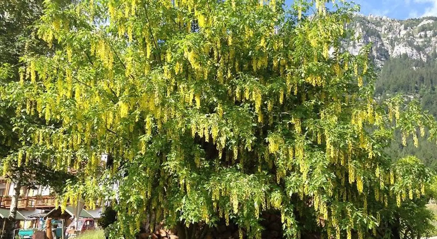 Kapriol Garten