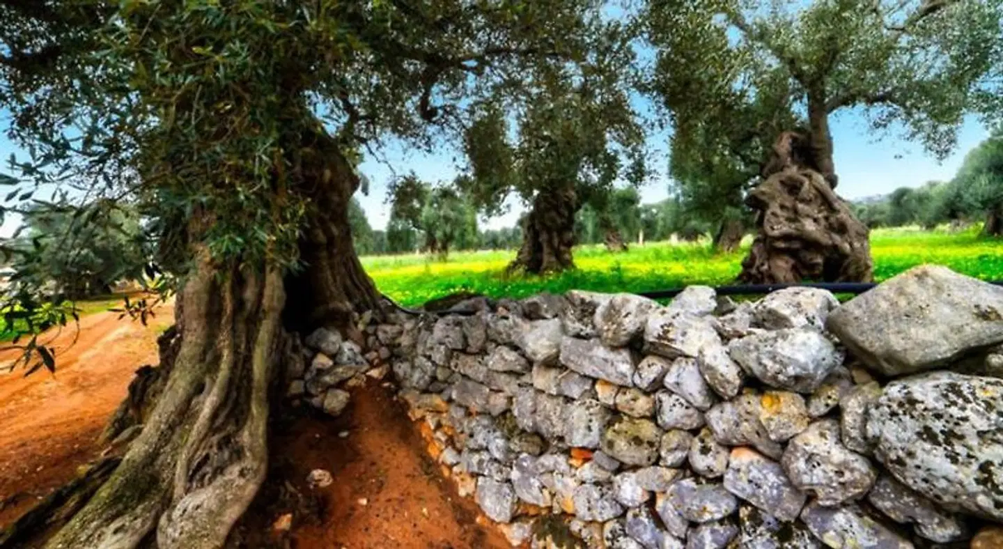 UNICO | Albatres Palace Salento LANDSCAPE