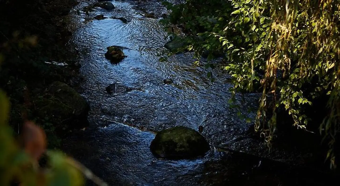 Bed & Breakfast Alte Klostermühle Münstertal Tiere