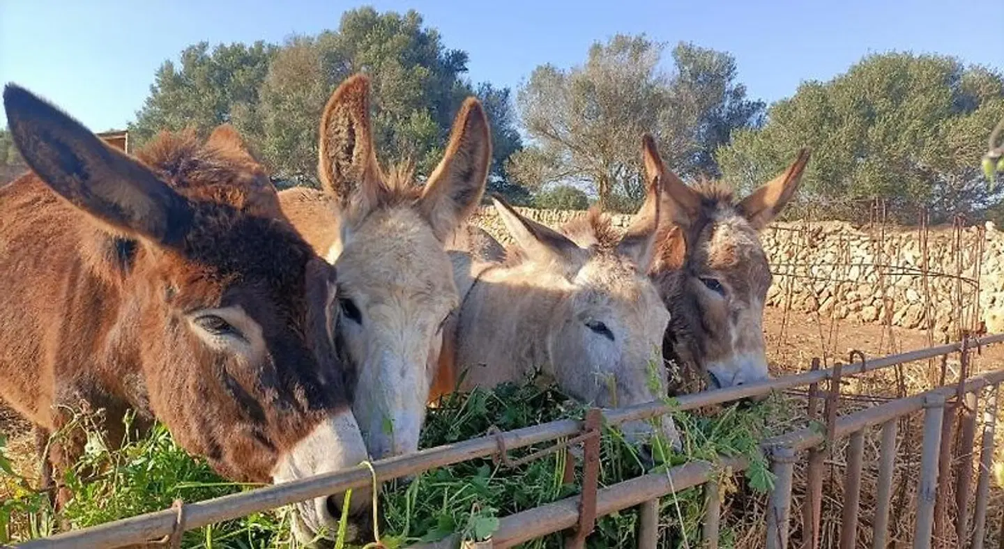 Finca Agroturismo Son Lladó ANIMAL