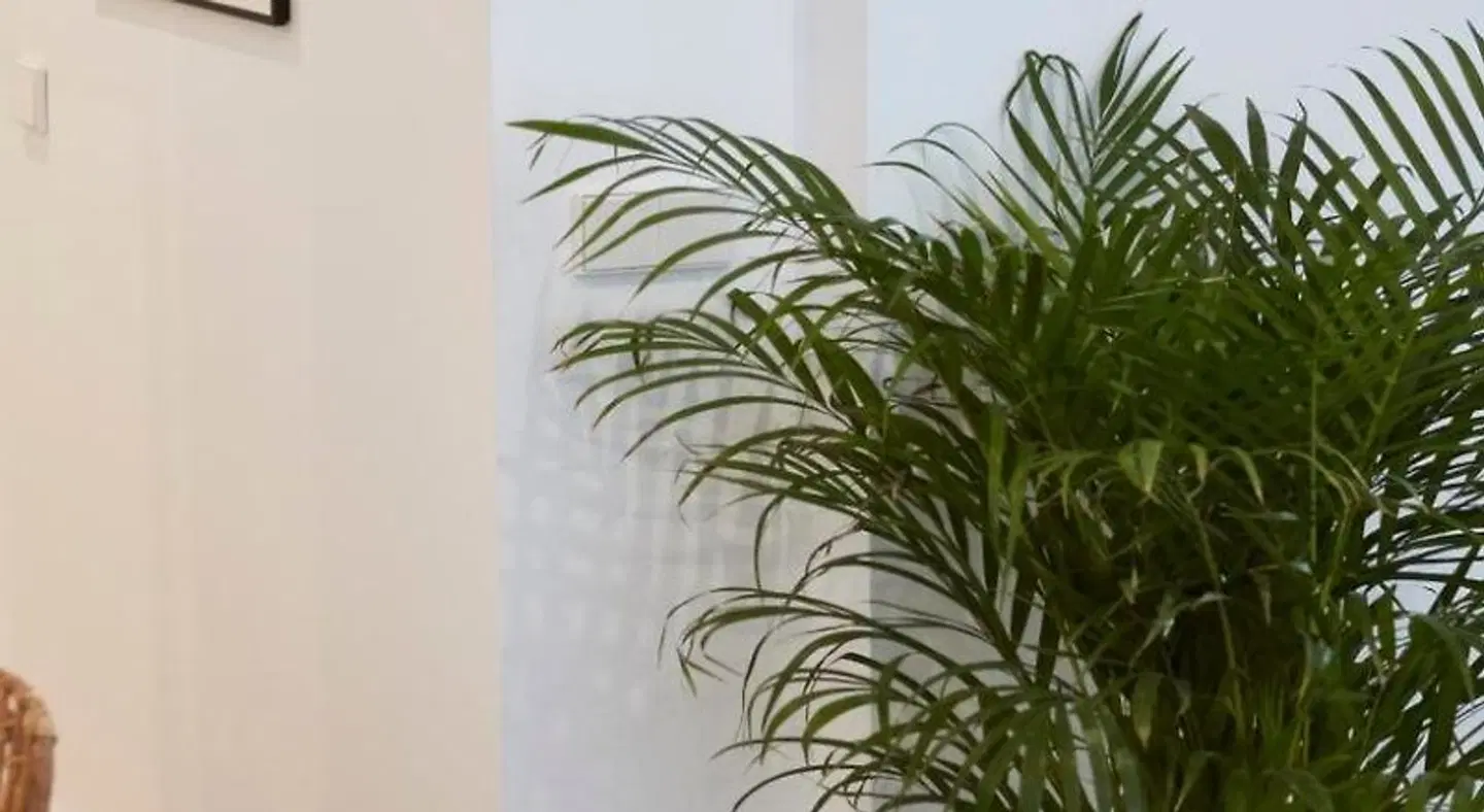 Apartamentos La Bola Suite ANIMAL