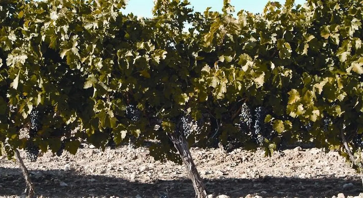 La Casita de la Planta LANDSCAPE