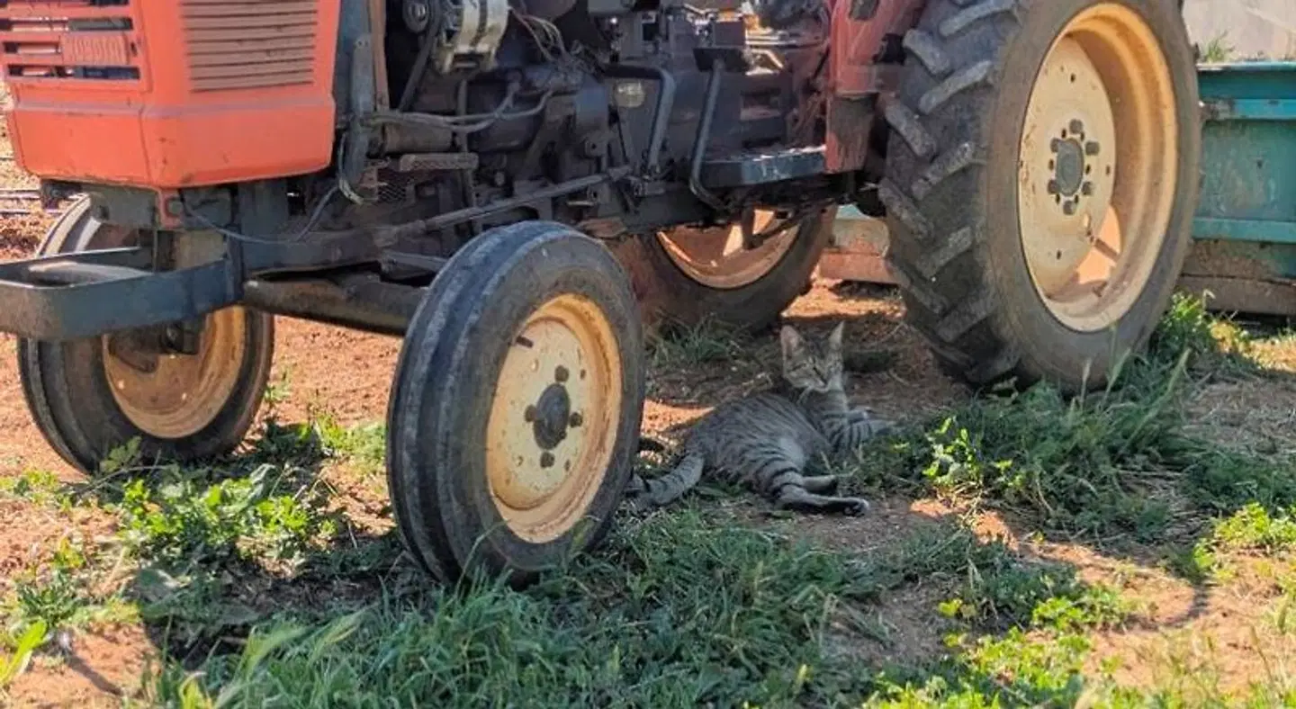 Agroturismo Finca Sant Blai SPORTS_AND_LEISURE