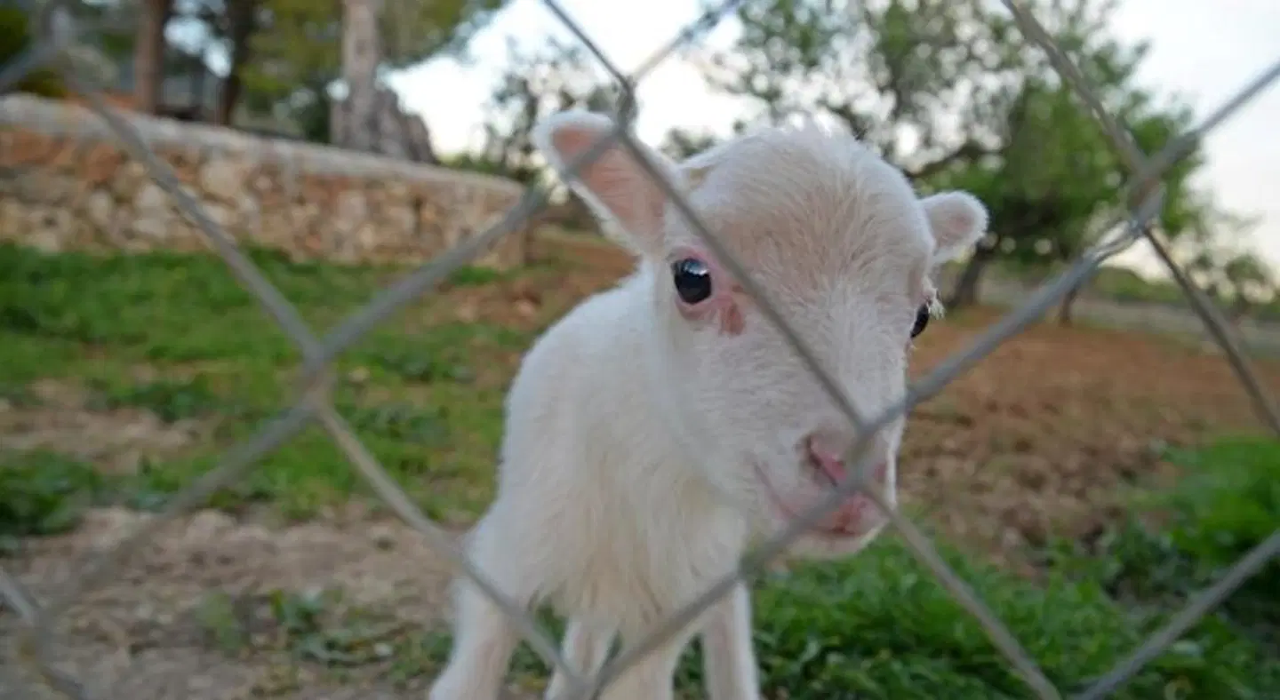 Finca Agroturisme Sa Parellada ANIMAL