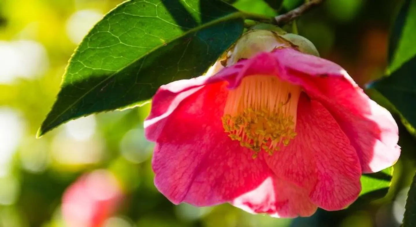 Hotel Rural Entre Os Ríos ANIMAL