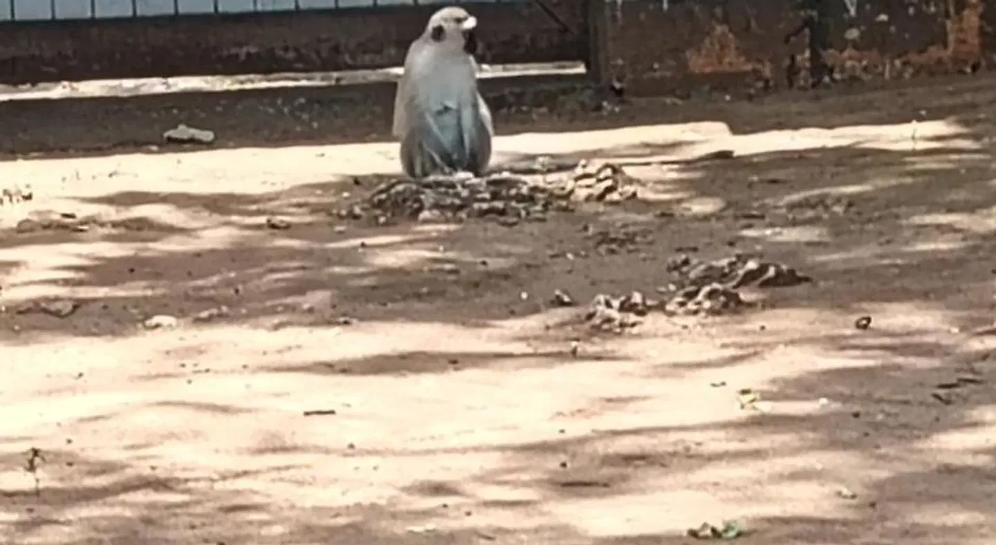 Double Heart Resort ANIMAL